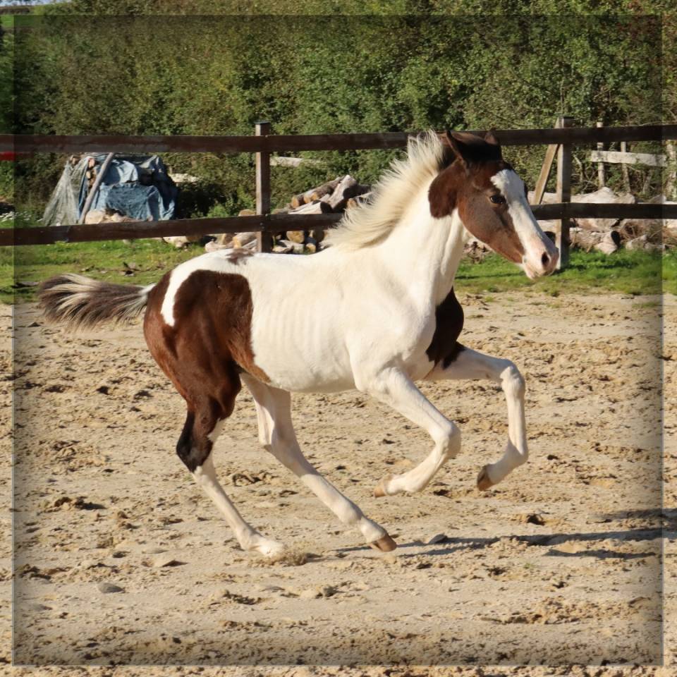 Colt Selle Français For sale 2025 Coloured