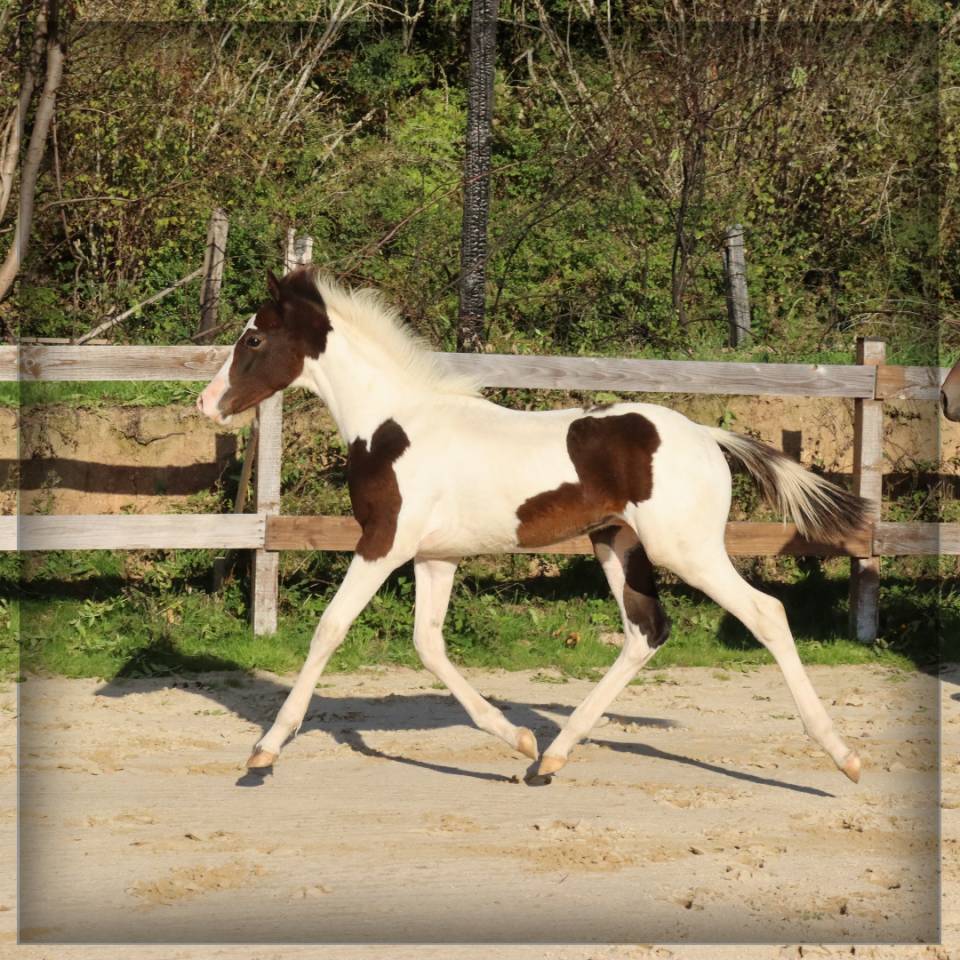 Colt Selle Français For sale 2025 Coloured
