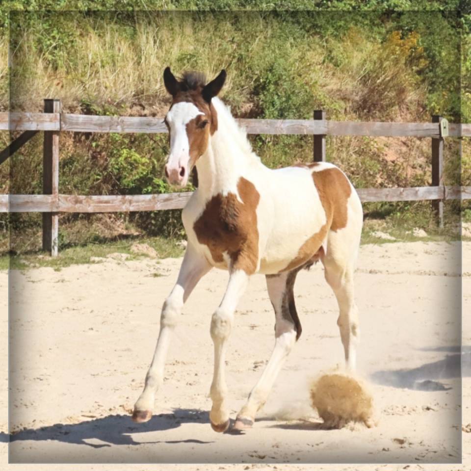 Colt Selle Français For sale 2025 Coloured