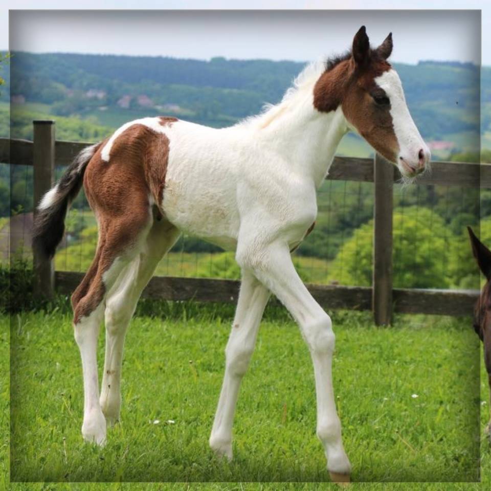 Colt Selle Français For sale 2025 Coloured