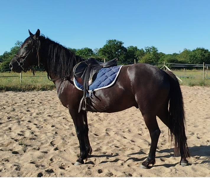 Gelding Connemara For sale 2021 Black