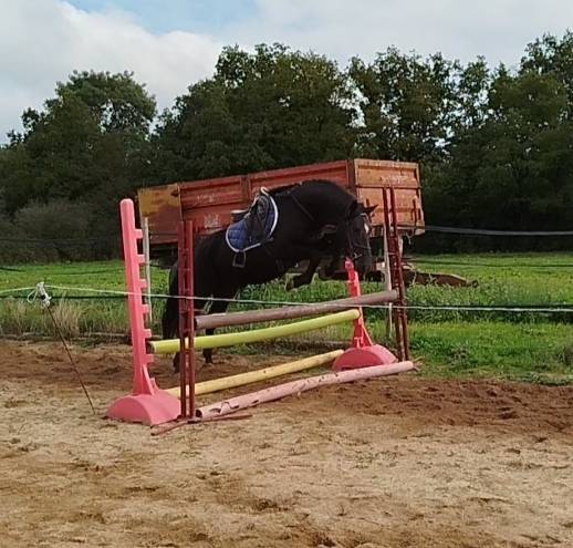 Gelding Connemara For sale 2021 Black