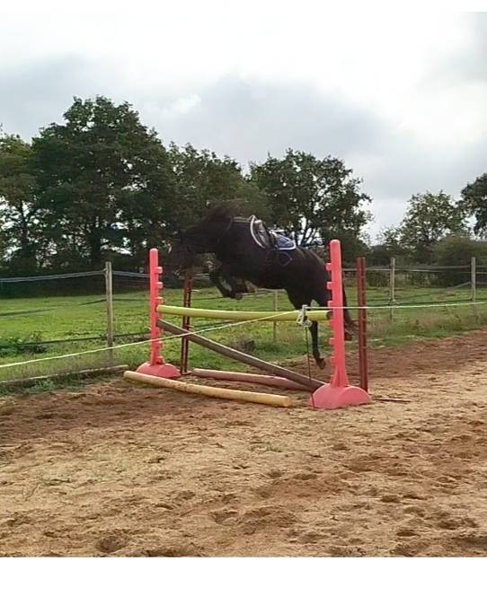 Gelding Connemara For sale 2021 Black