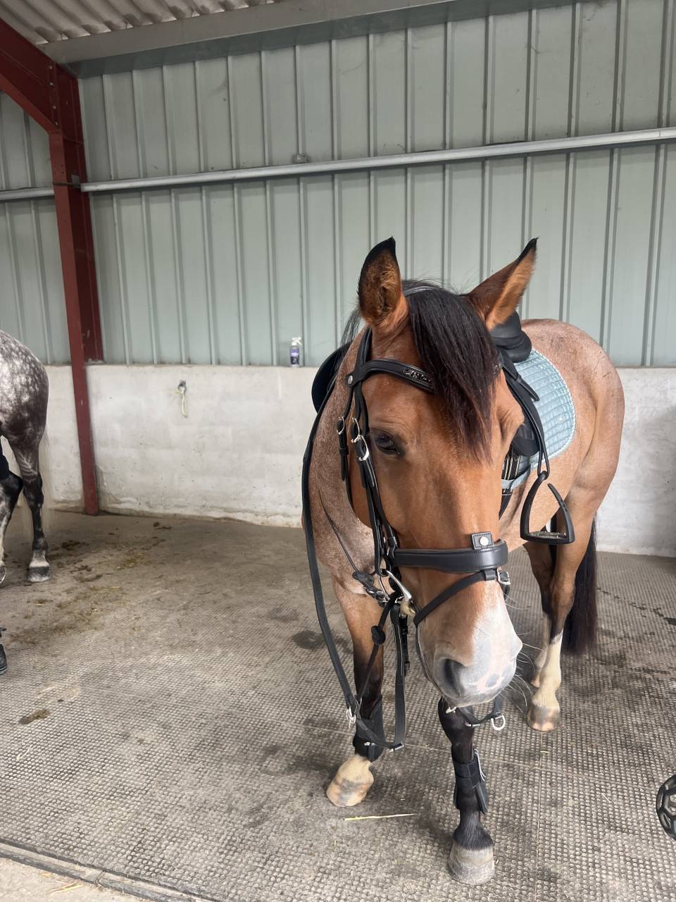 Gelding French Saddle Pony Part-Livery 2020 Roan