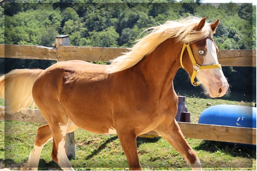 Entire Welsh Pony (Section D), Welsh Cob For sale 2024 Chesnut