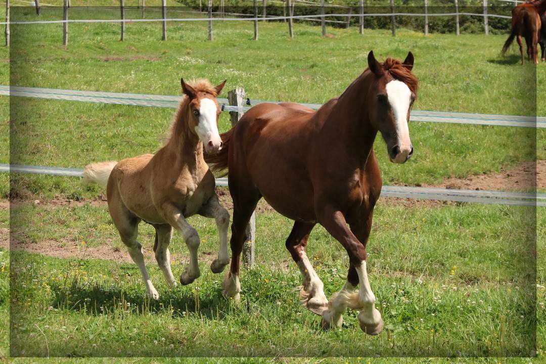 Entire Welsh Pony (Section D), Welsh Cob For sale 2024 Chesnut