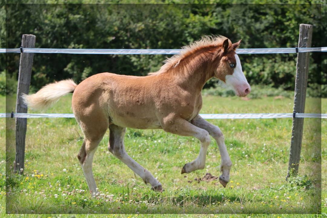 Entire Welsh Pony (Section D), Welsh Cob For sale 2024 Chesnut