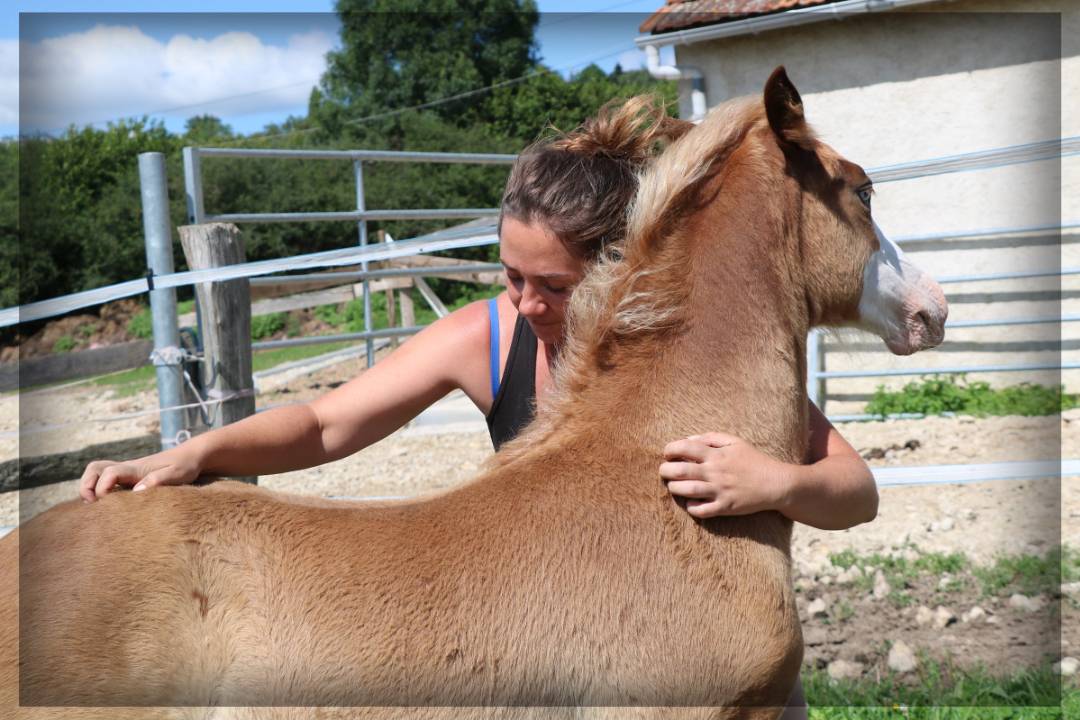 Entire Welsh Pony (Section D), Welsh Cob For sale 2024 Chesnut