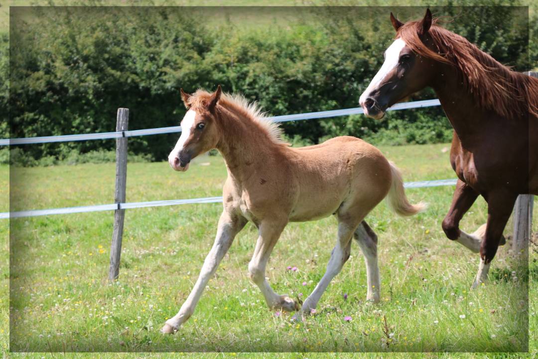 Entire Welsh Pony (Section D), Welsh Cob For sale 2024 Chesnut
