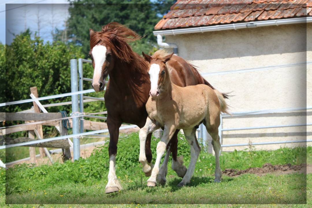 Entire Welsh Pony (Section D), Welsh Cob For sale 2024 Chesnut
