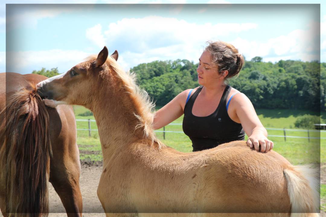 Entire Welsh Pony (Section D), Welsh Cob For sale 2024 Chesnut