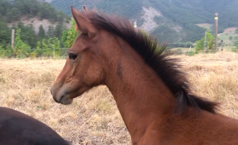 Filly Origin Recorded For sale 2025 Bay