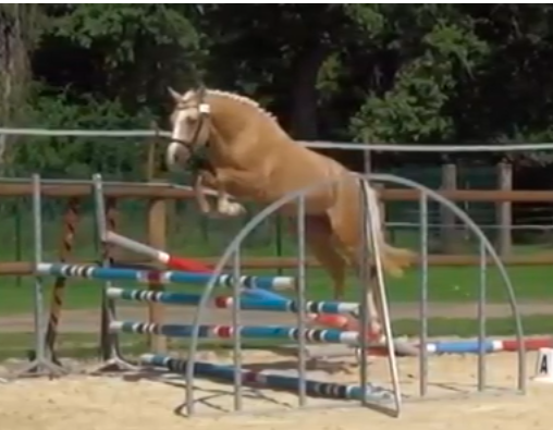 Filly Origin Recorded For sale 2025 Bay