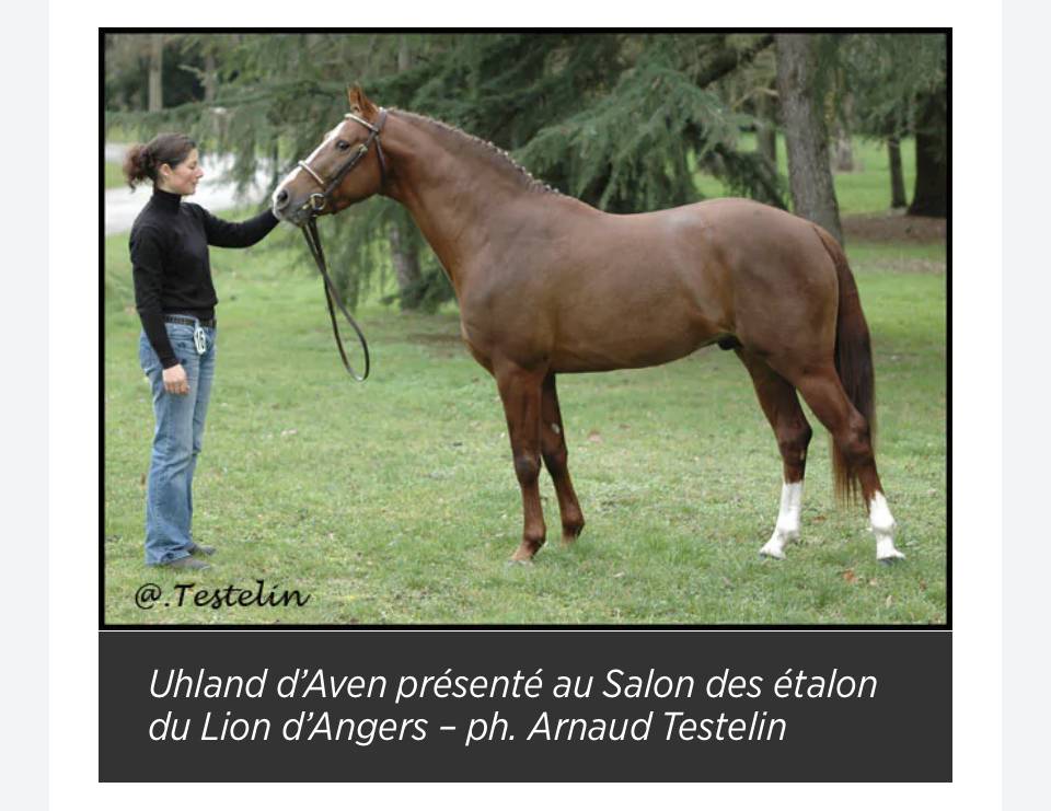 Filly Origin Recorded For sale 2025 Bay