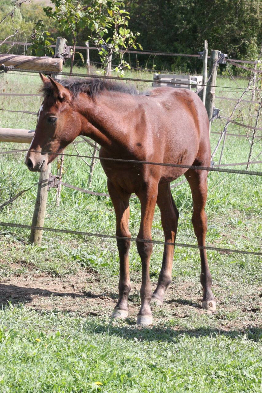 Filly Origin Recorded For sale 2025 Bay
