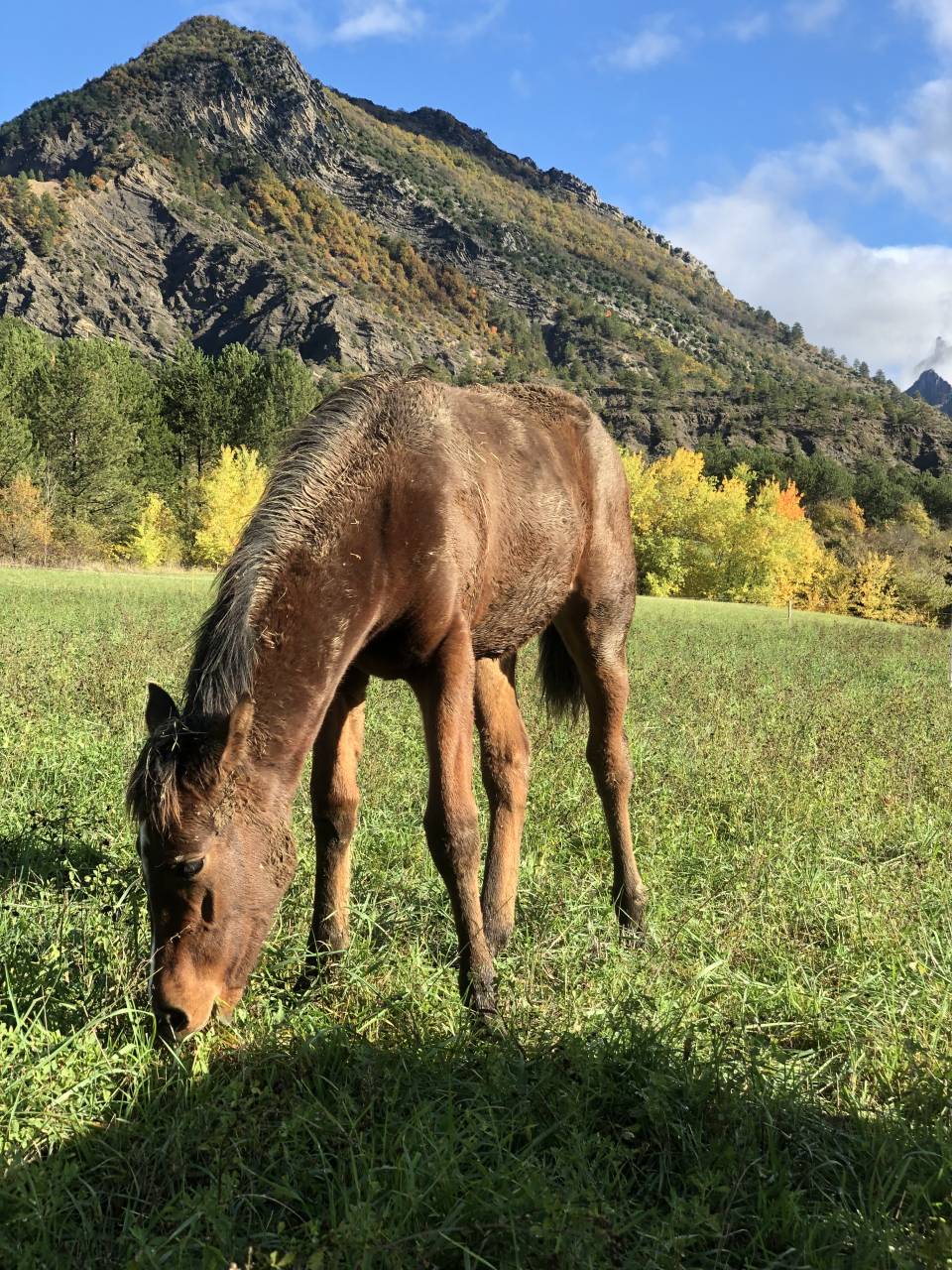 Filly Origin Recorded For sale 2025 Bay