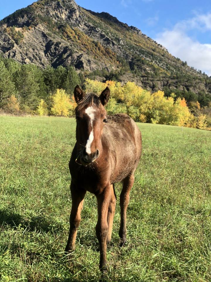 Filly Origin Recorded For sale 2025 Bay