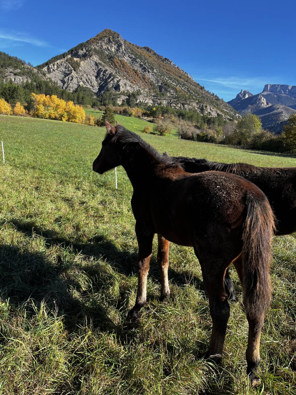 Filly Origin Recorded For sale 2025 Bay