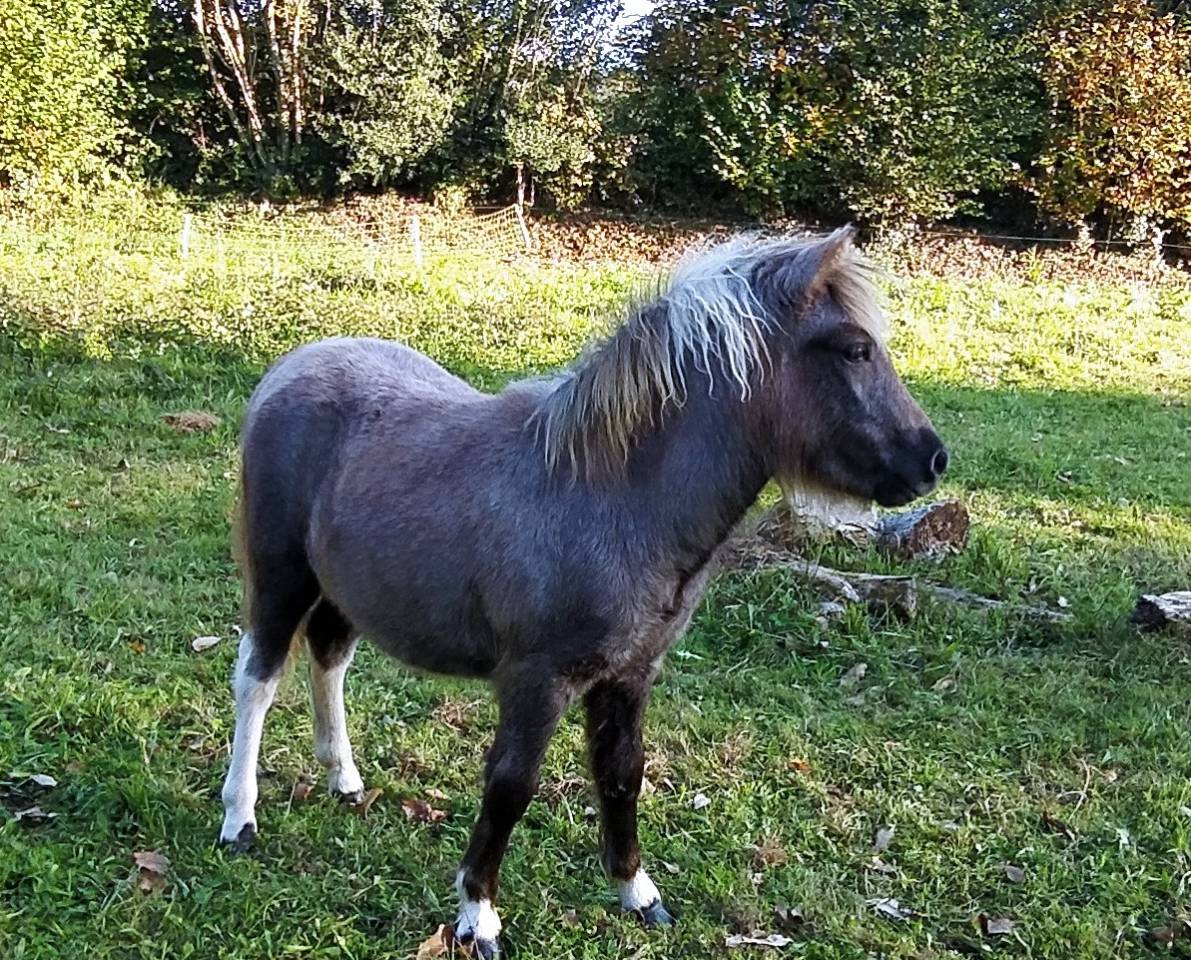 Filly Origin Recorded For sale 2025 Coloured