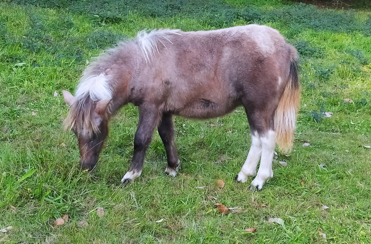 Filly Origin Recorded For sale 2025 Coloured