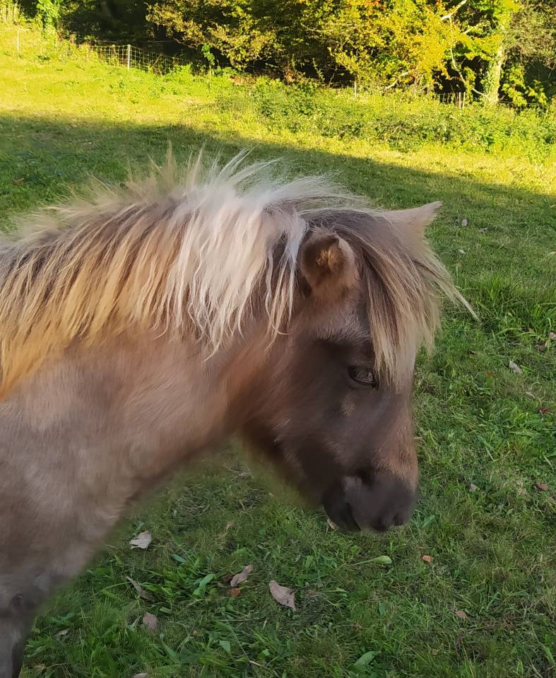 Filly Origin Recorded For sale 2025 Coloured
