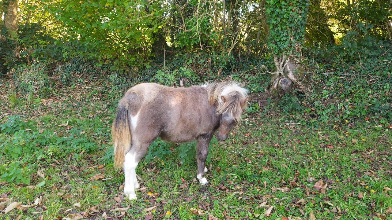 Filly Origin Recorded For sale 2025 Coloured
