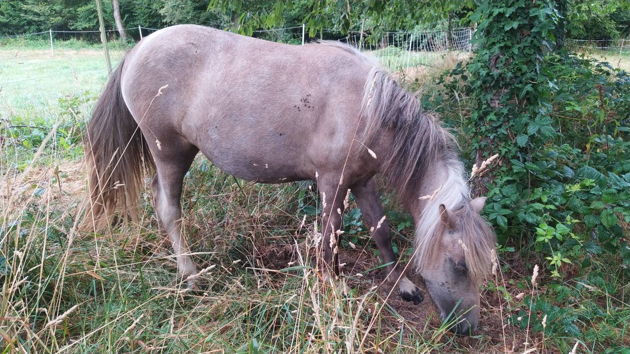Filly Origin Recorded For sale 2025 Coloured