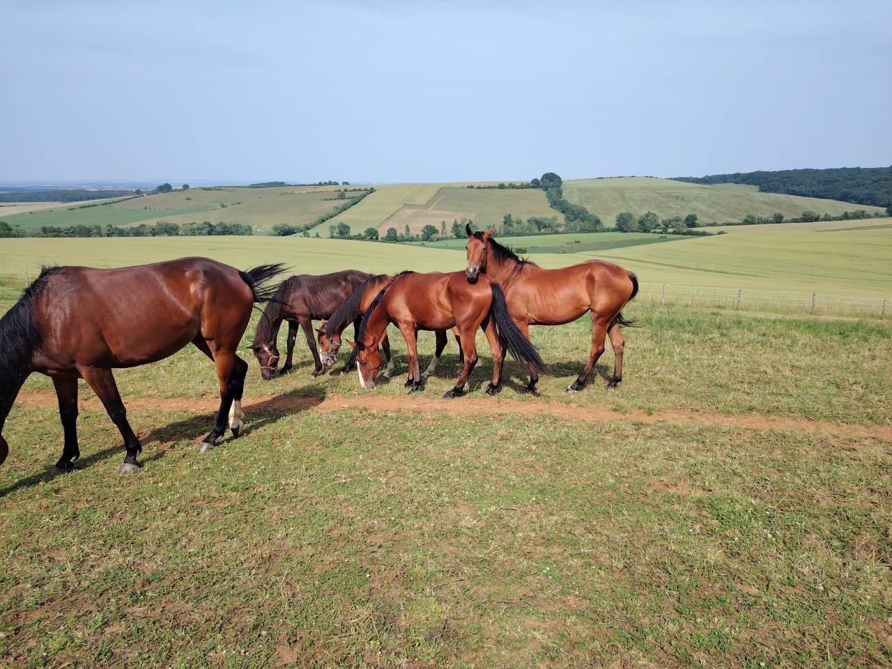 Filly Selle Fran&ccedil;ais For sale 2023 Bay