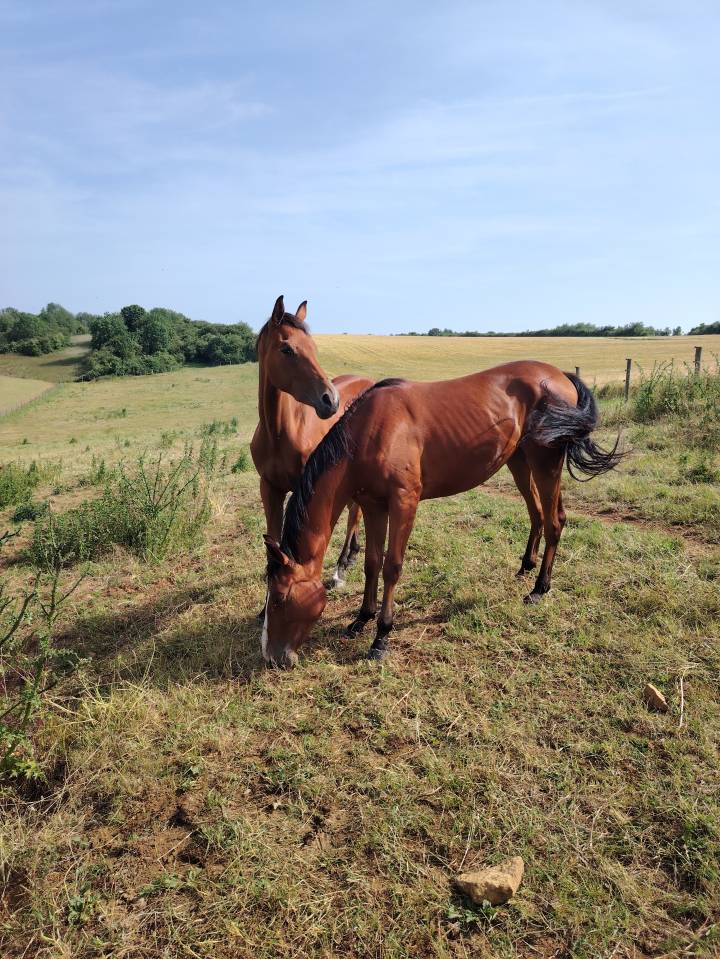 Filly Selle Fran&ccedil;ais For sale 2023 Bay