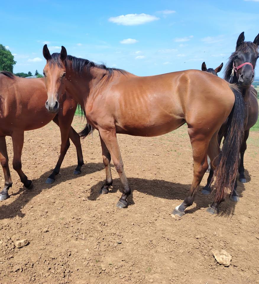 Filly Selle Fran&ccedil;ais For sale 2023 Bay