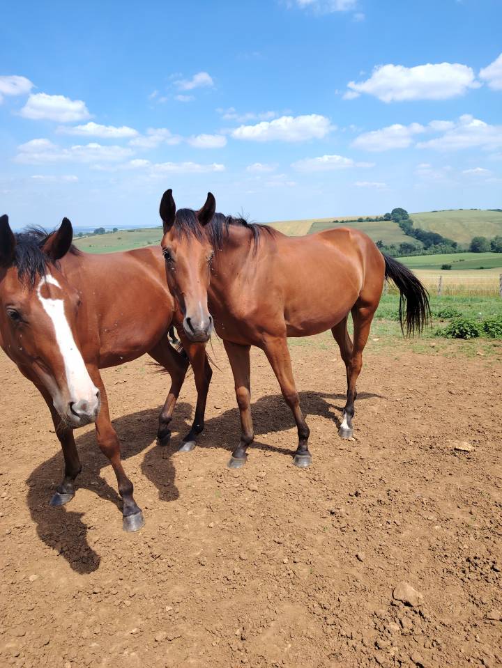 Filly Selle Fran&ccedil;ais For sale 2023 Bay