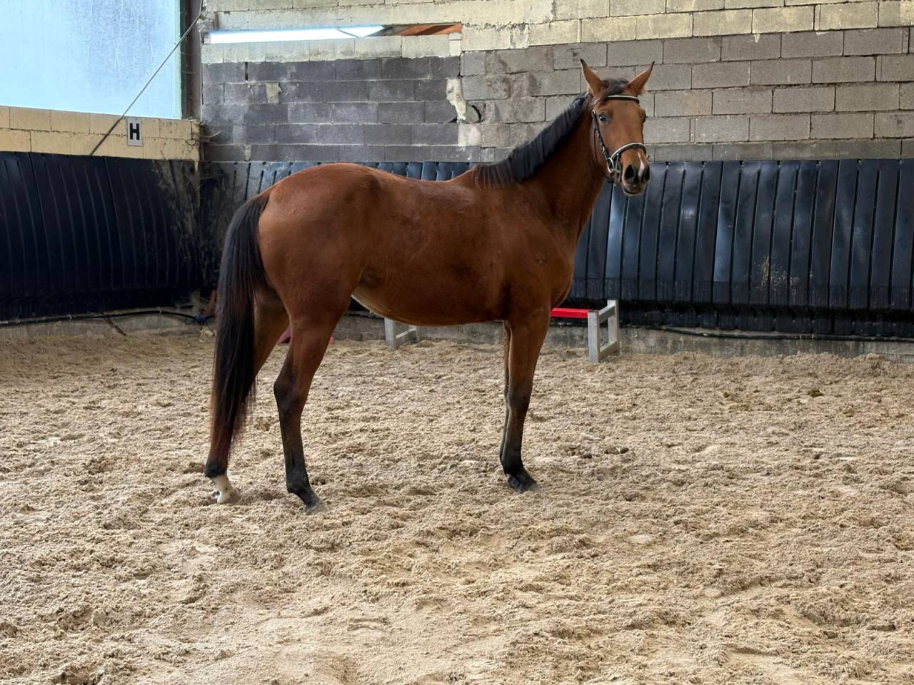 Filly Selle Fran&ccedil;ais For sale 2023 Bay