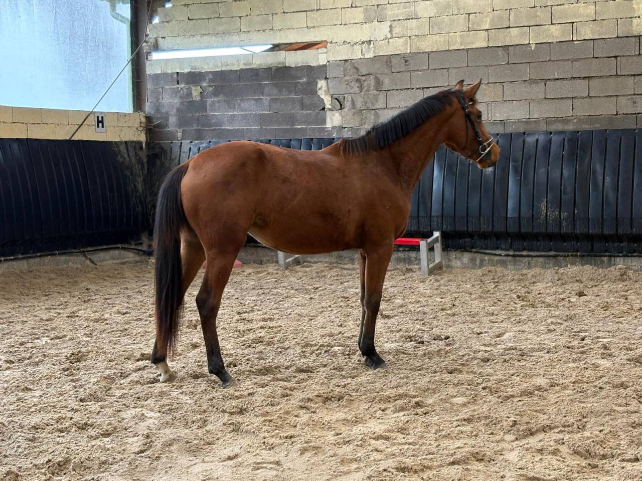 Filly Selle Fran&ccedil;ais For sale 2023 Bay