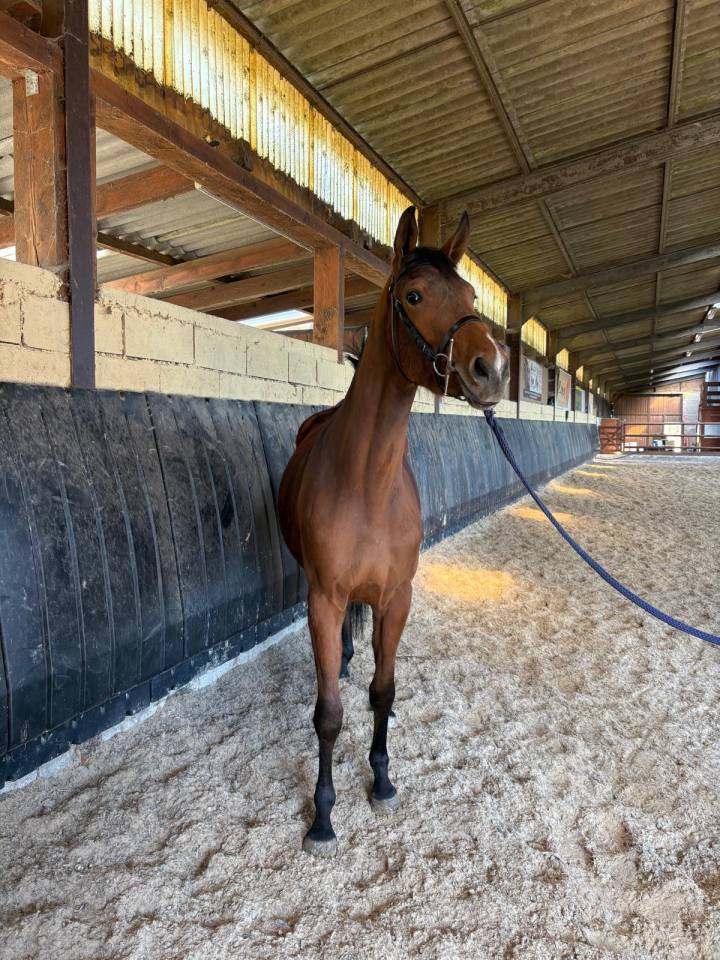 Filly Selle Fran&ccedil;ais For sale 2023 Bay