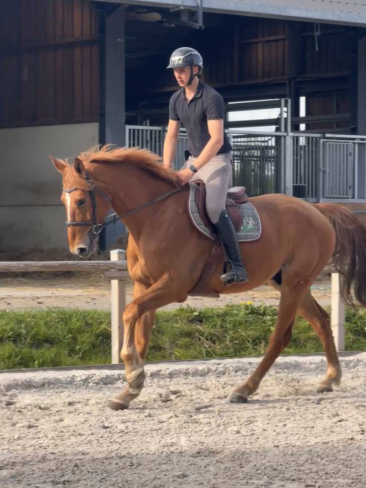 Gelding sBs Belgian Warmblood For sale 2018 Chesnut