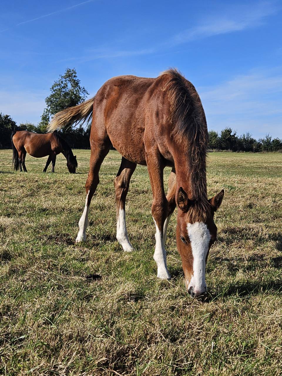 Filly Selle Français For sale 2025 Bay