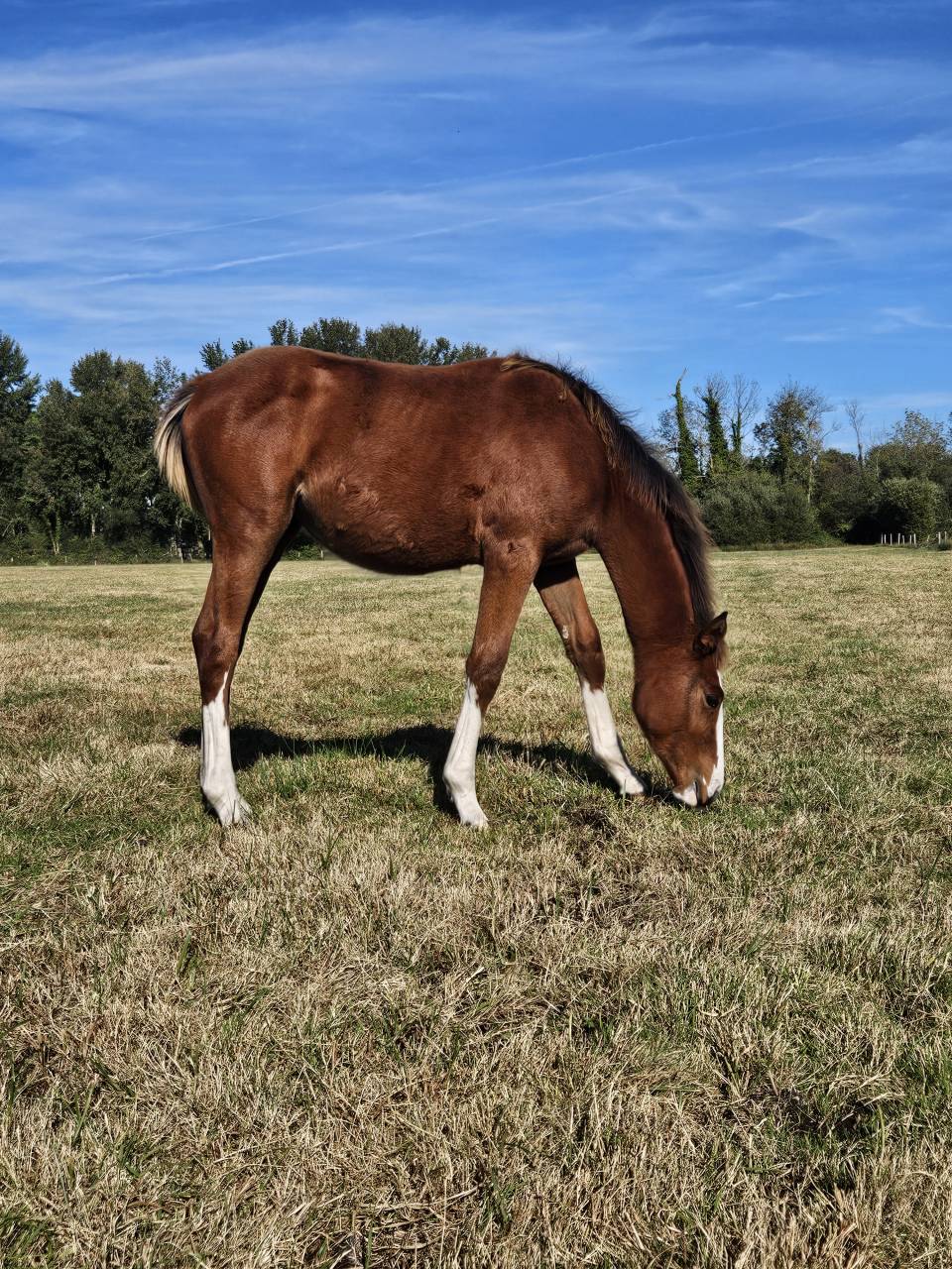 Filly Selle Français For sale 2025 Bay