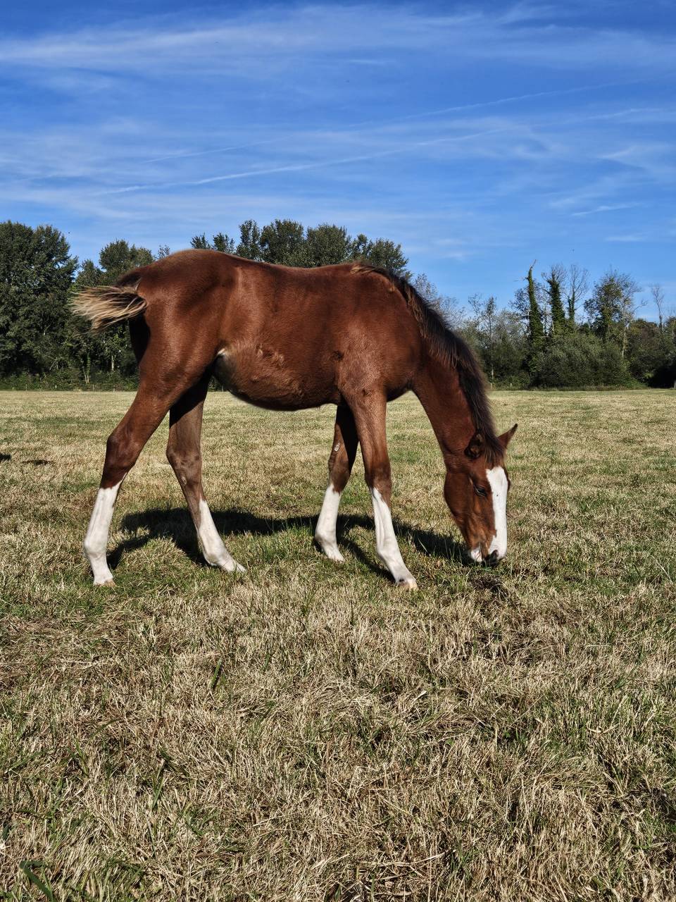 Filly Selle Français For sale 2025 Bay
