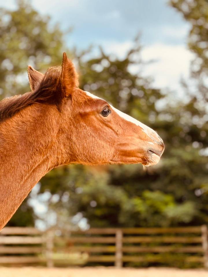 Filly Selle Français For sale 2025 Bay