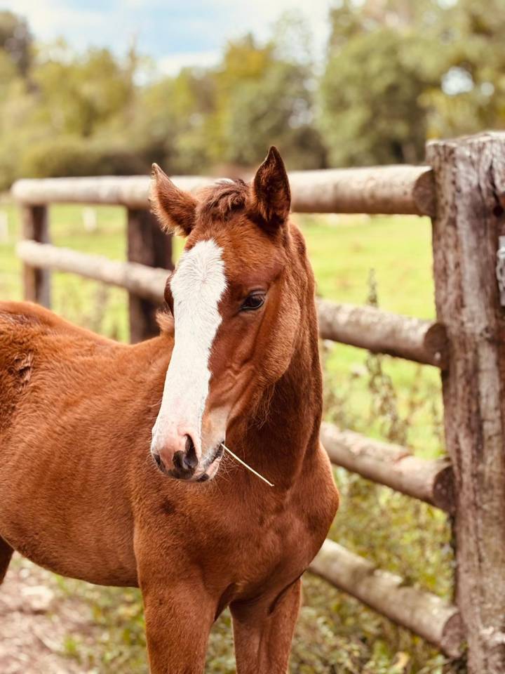 Filly Selle Français For sale 2025 Bay