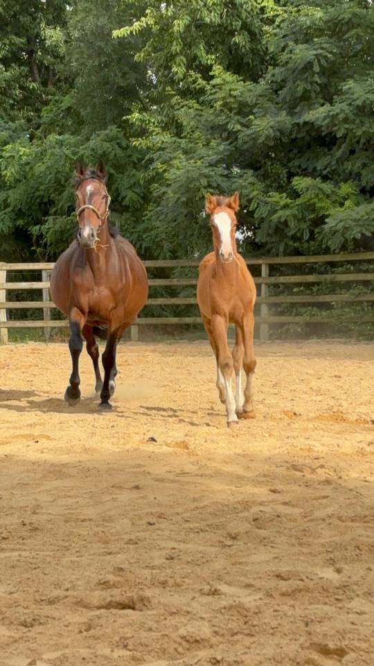 Filly Selle Français For sale 2025 Bay