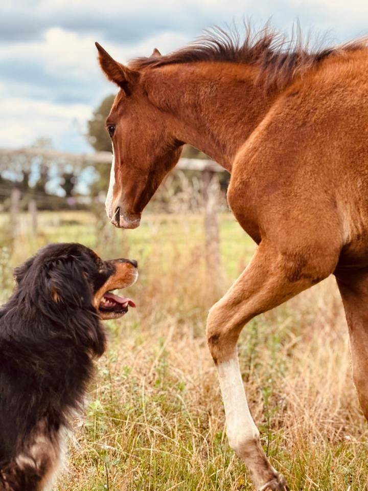 Filly Selle Français For sale 2025 Bay