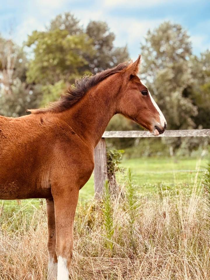 Filly Selle Français For sale 2025 Bay
