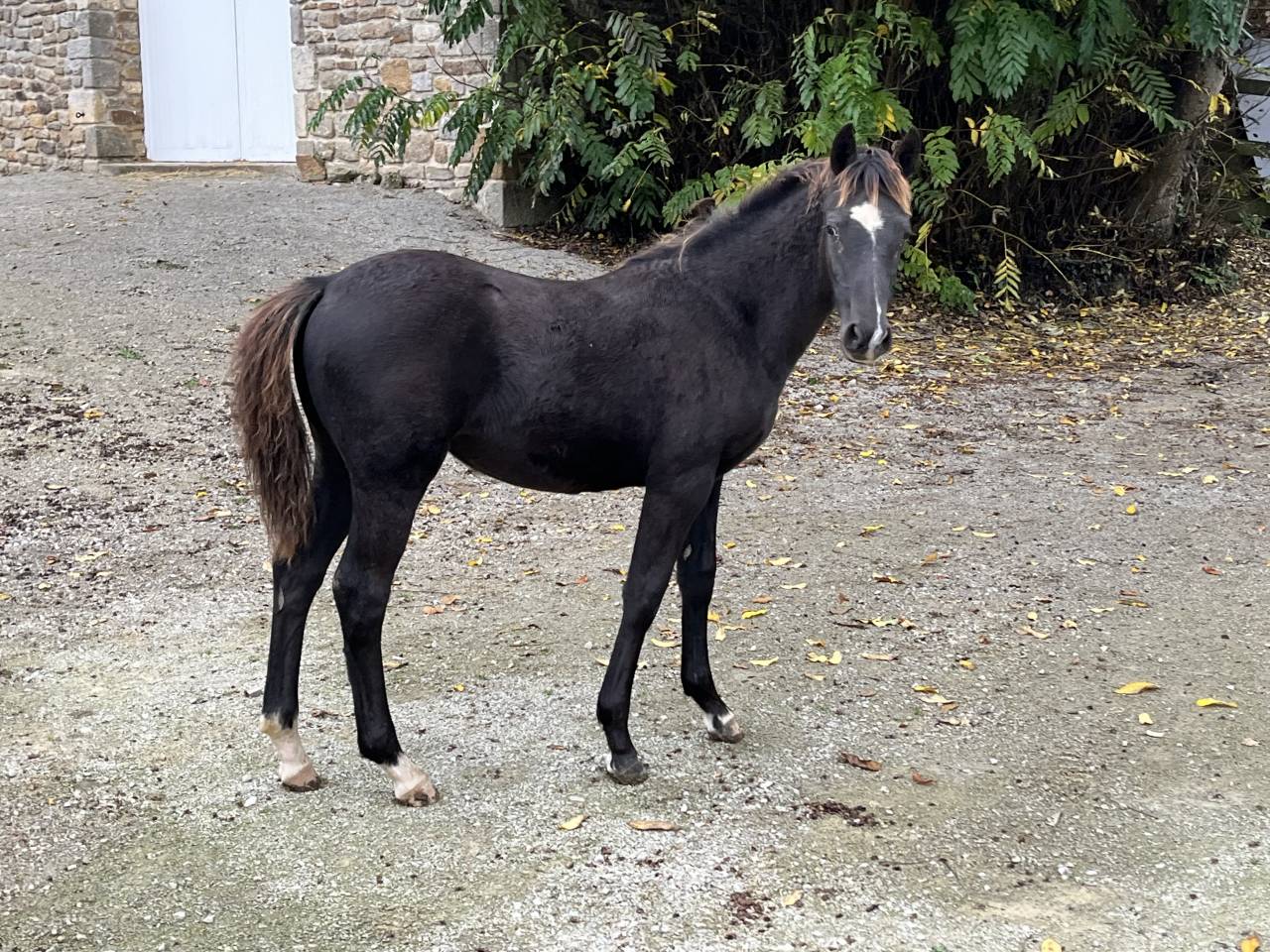Filly French Saddle Pony For sale 2025 Dark Bay