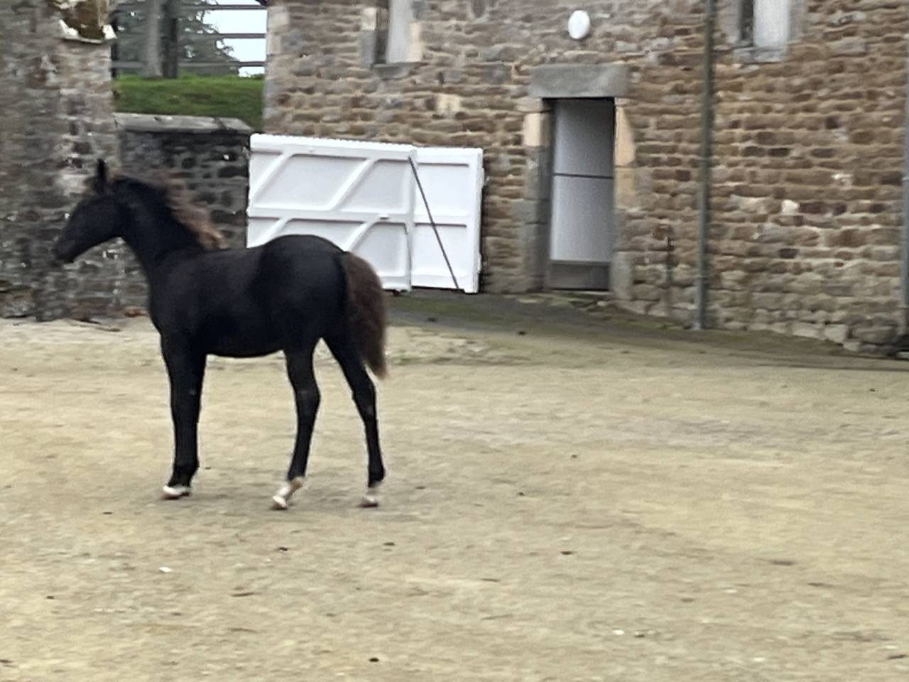 Filly French Saddle Pony For sale 2025 Dark Bay