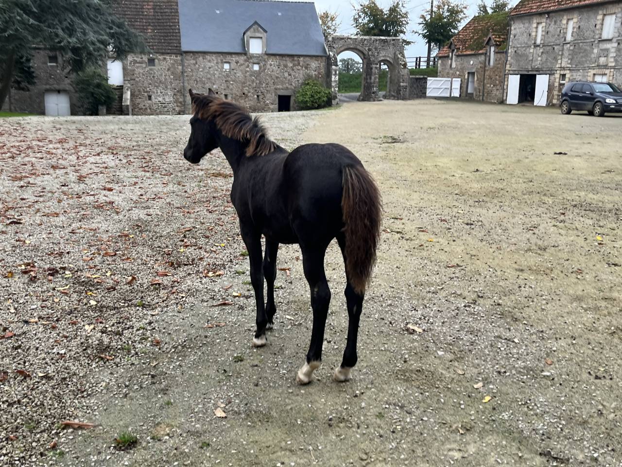 Filly French Saddle Pony For sale 2025 Dark Bay