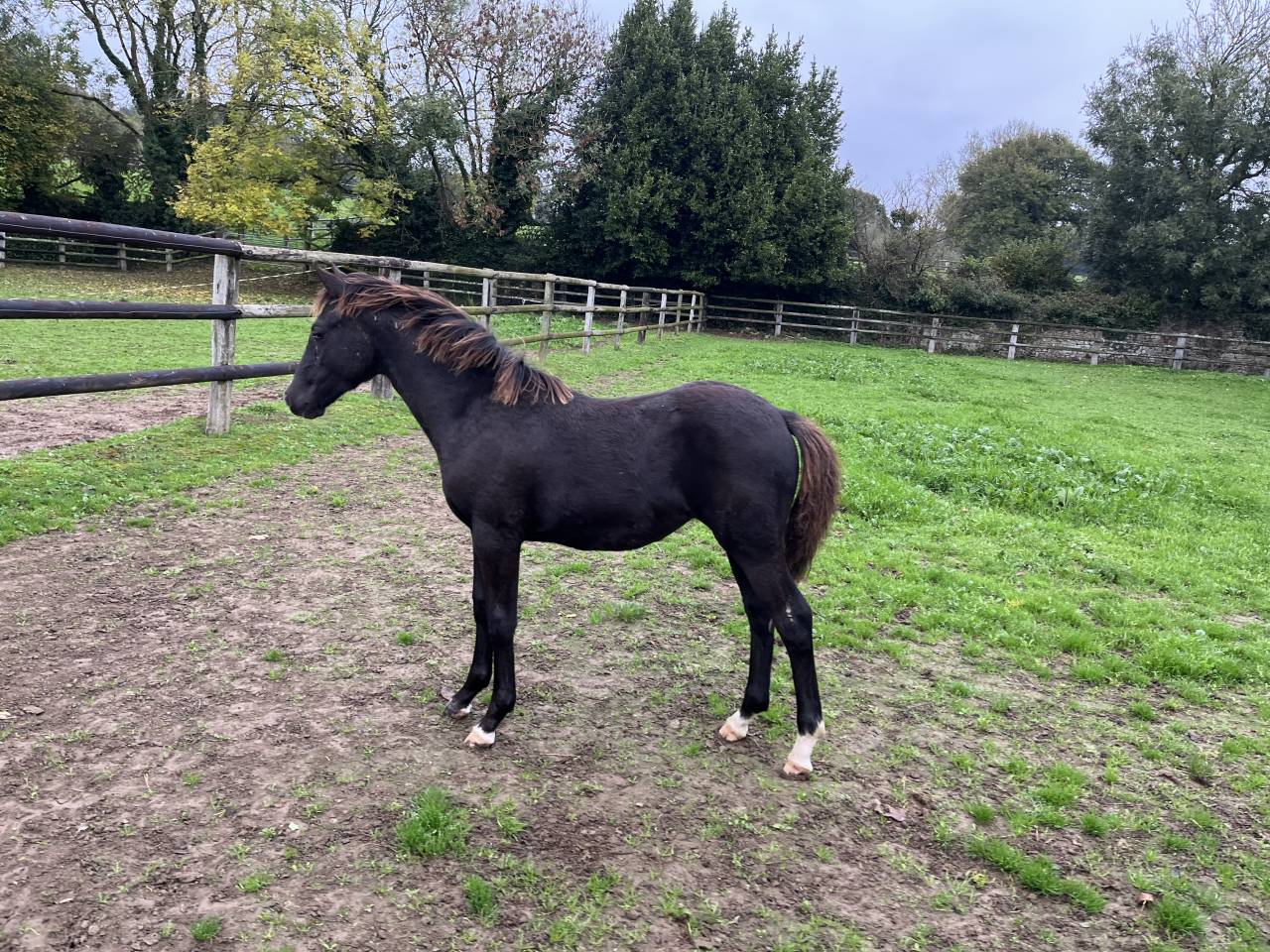 Filly French Saddle Pony For sale 2025 Dark Bay