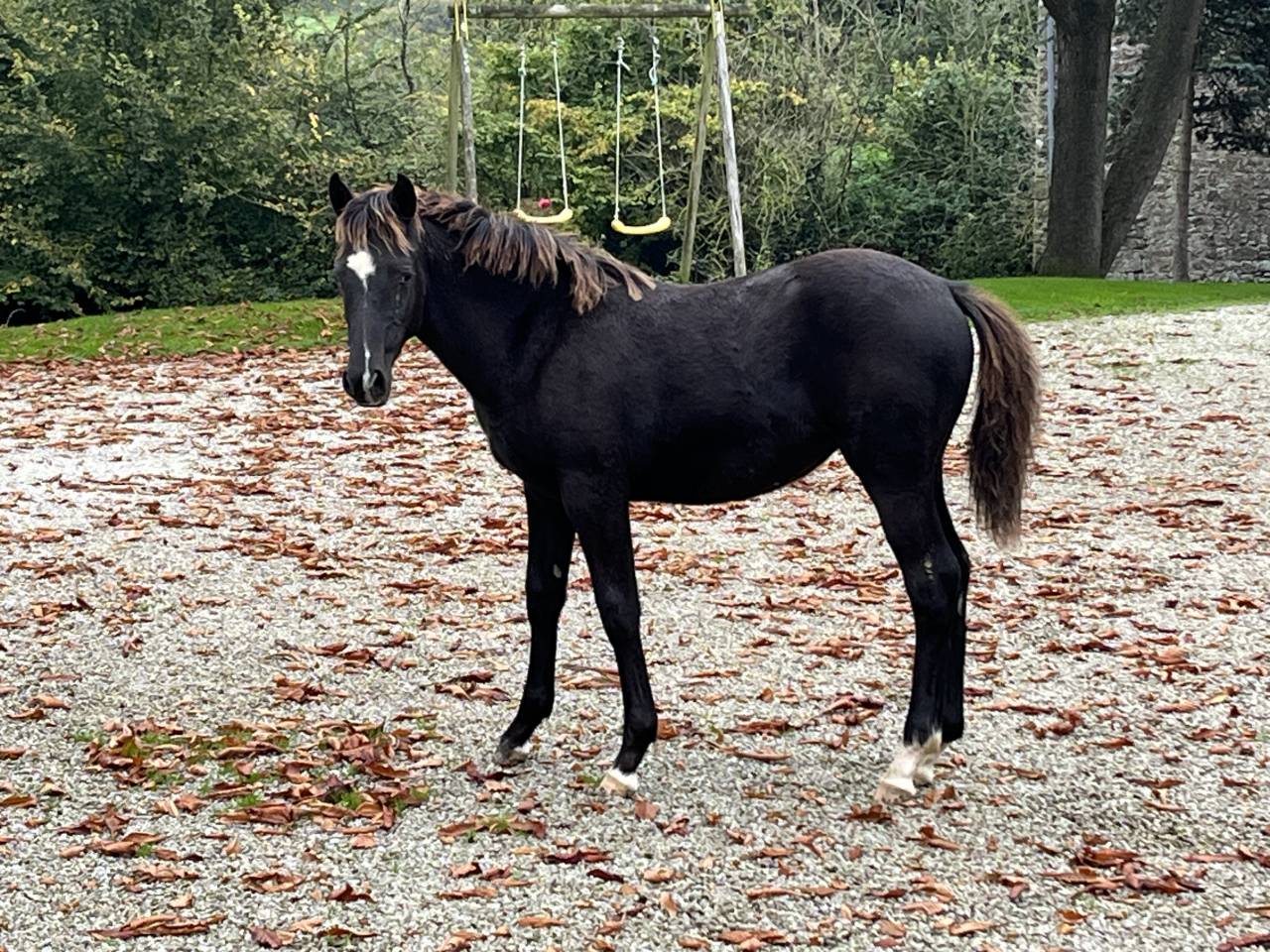 Filly French Saddle Pony For sale 2025 Dark Bay