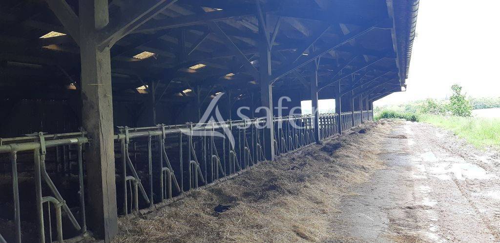 Sheep farm  Haute-Vienne