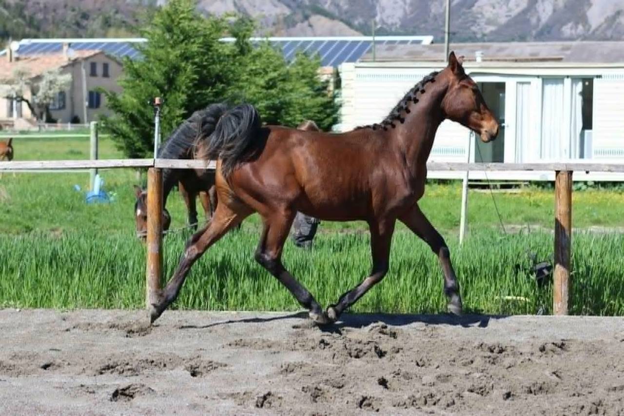 Mare Hanoverian For sale 2024 Bay